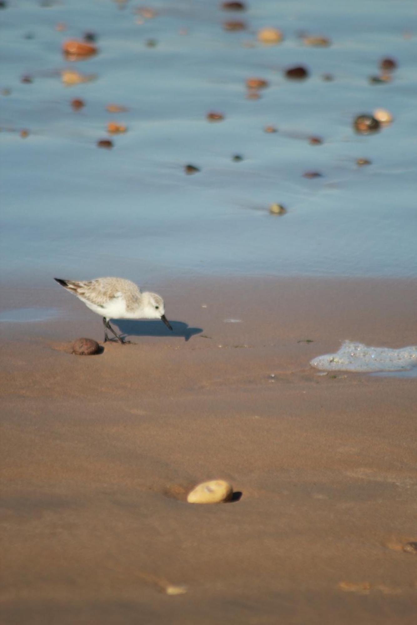La Maison Des Vagues ซิดี้คาโอกี ภายนอก รูปภาพ